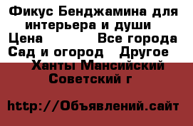 Фикус Бенджамина для интерьера и души › Цена ­ 2 900 - Все города Сад и огород » Другое   . Ханты-Мансийский,Советский г.